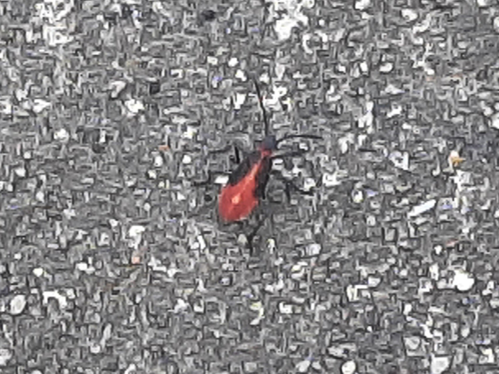 Eastern boxelder bug