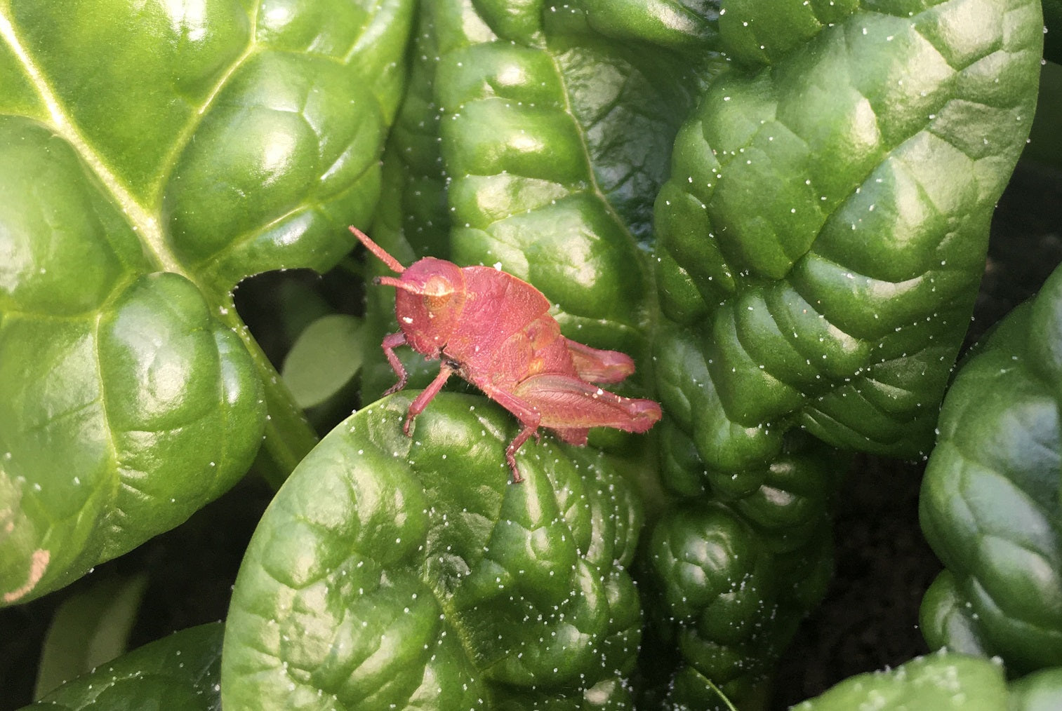 Nymph of a grasshopper (Acrididae)