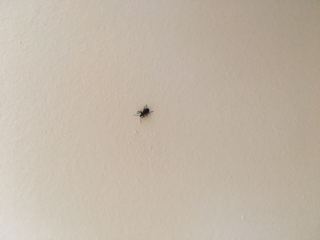 Broad-nosed/short-snouted weevil