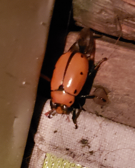 Scarab beetle