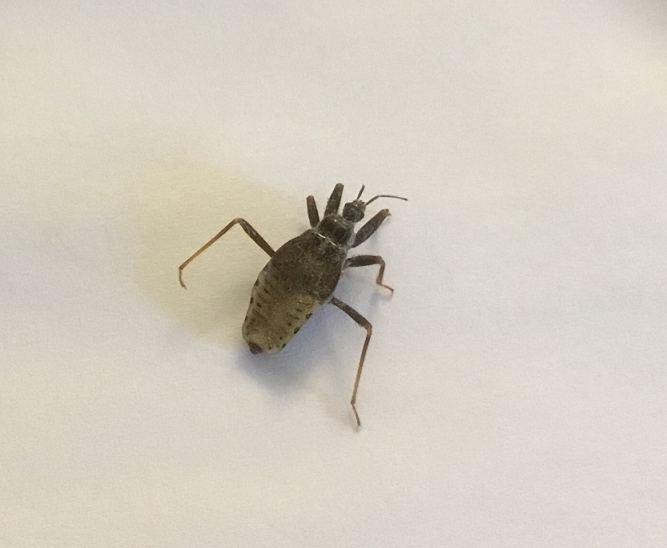 Nymph of an assassin bug