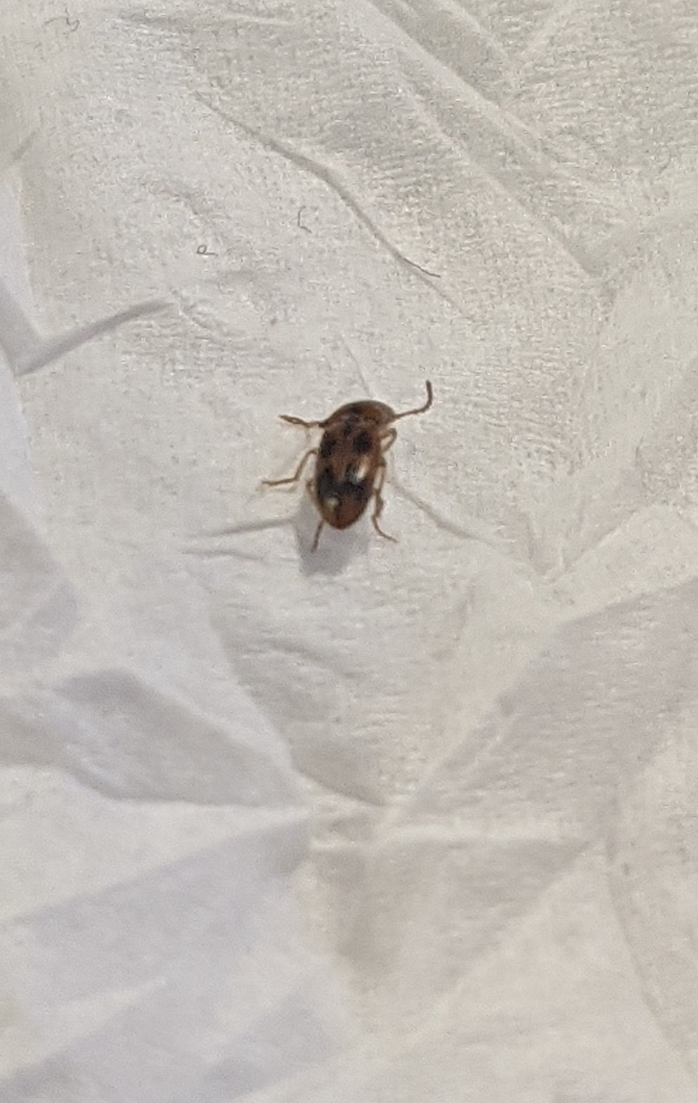 Click beetle