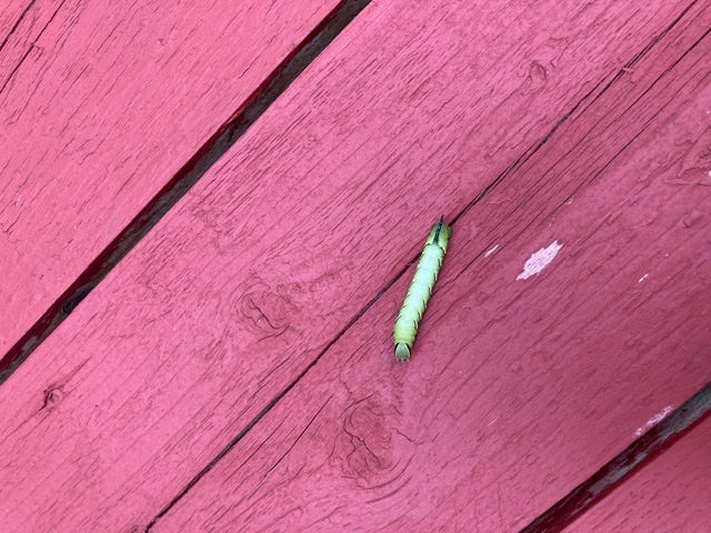 Caterpillar of a sphinx moth