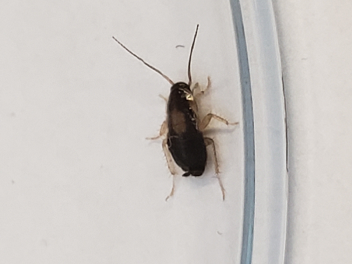 Young nymph of a German cockroach