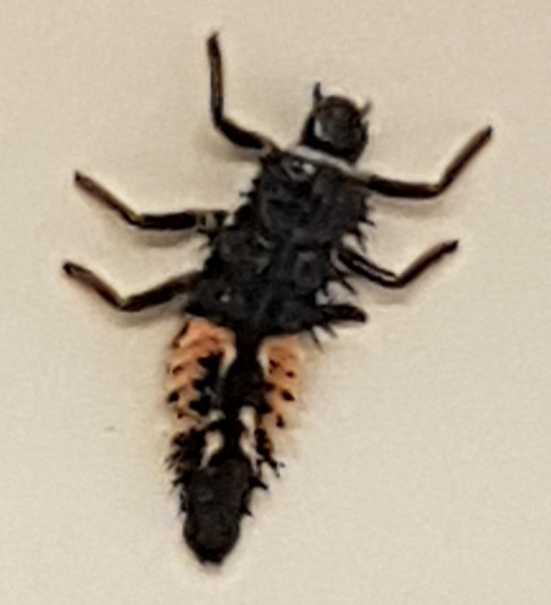Larva of an Asian multicolored lady beetle