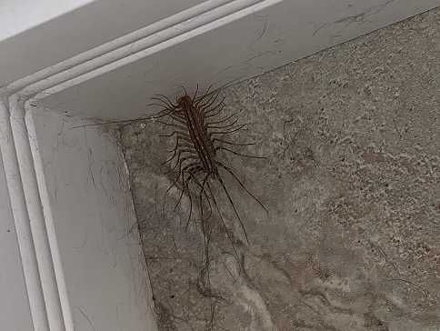 House centipede