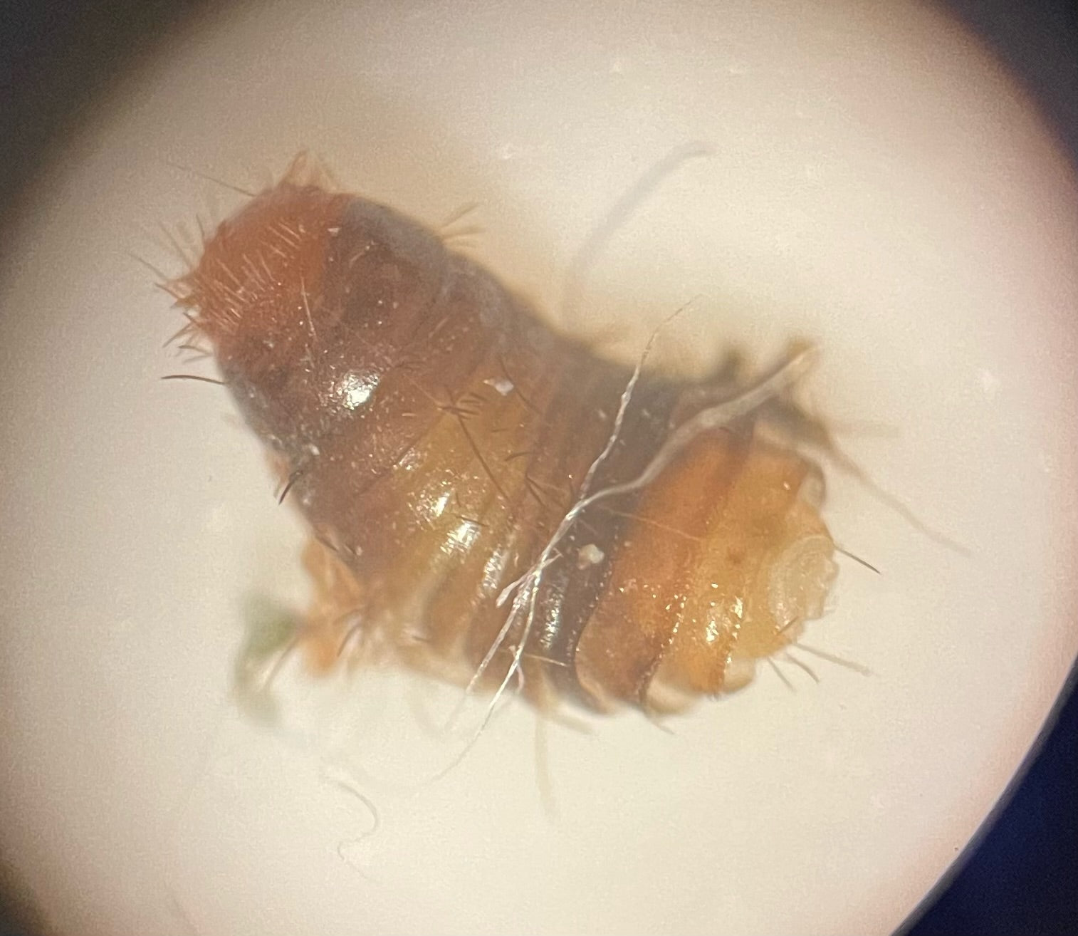 larva of carpet beetle