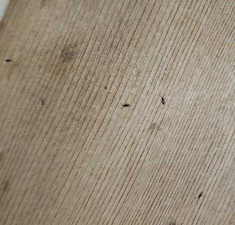 Springtails