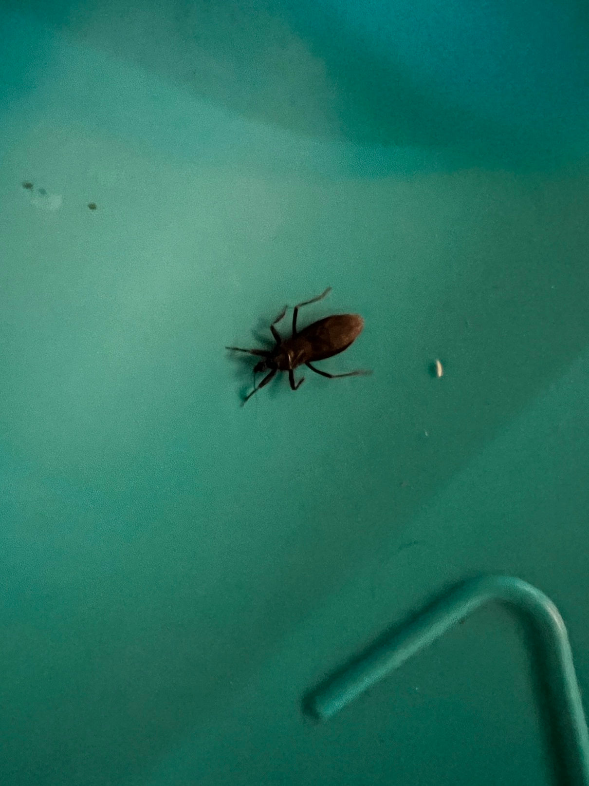 Assassin bug