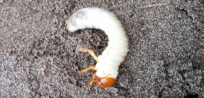 larva of a scarab beetle