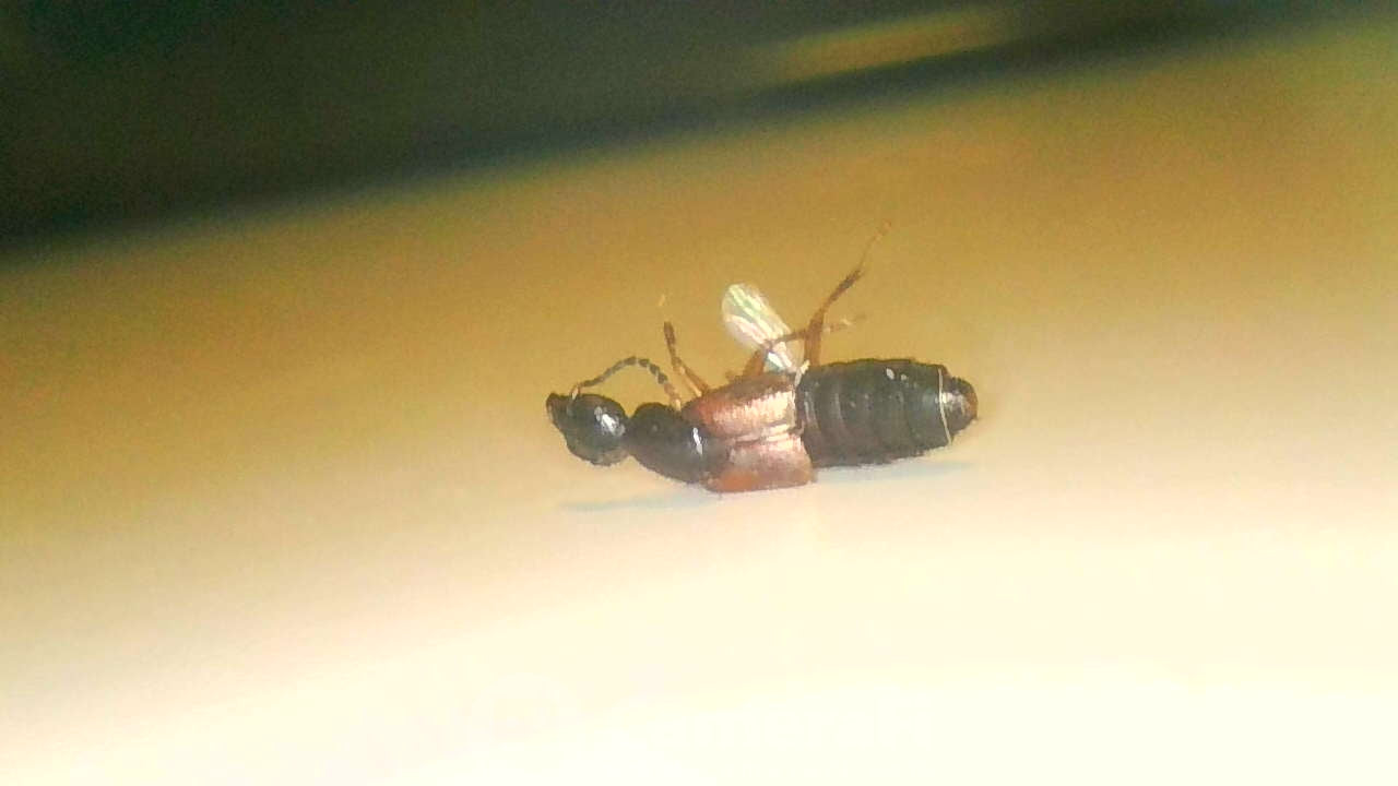Rove beetle