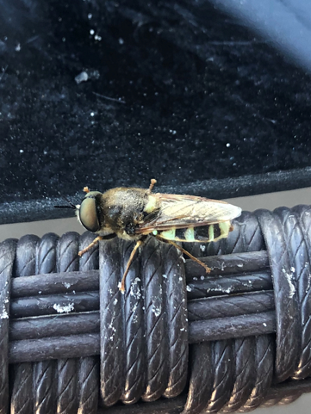 Soldier fly