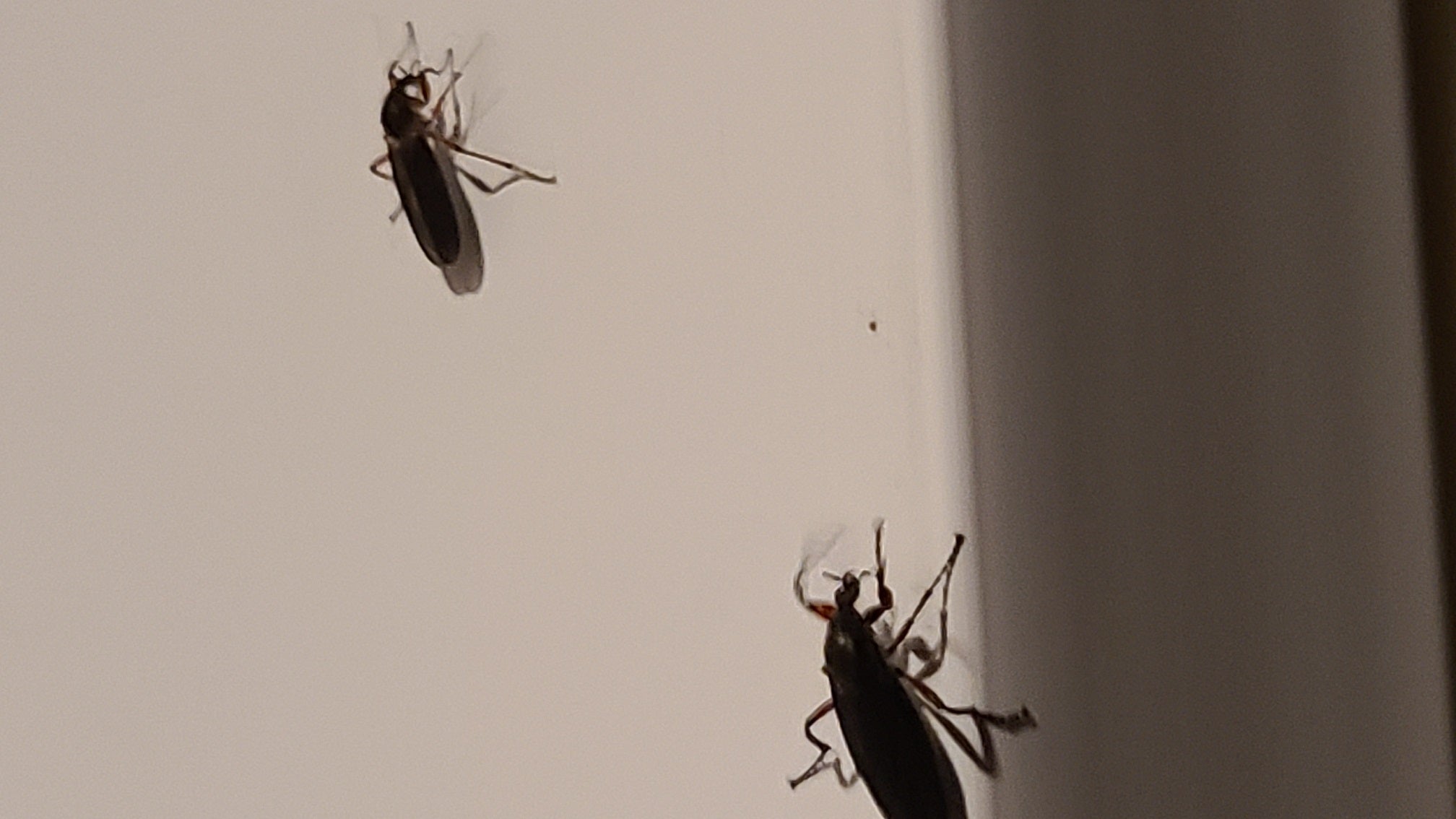 March flies