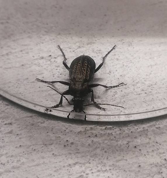 Ground beetle