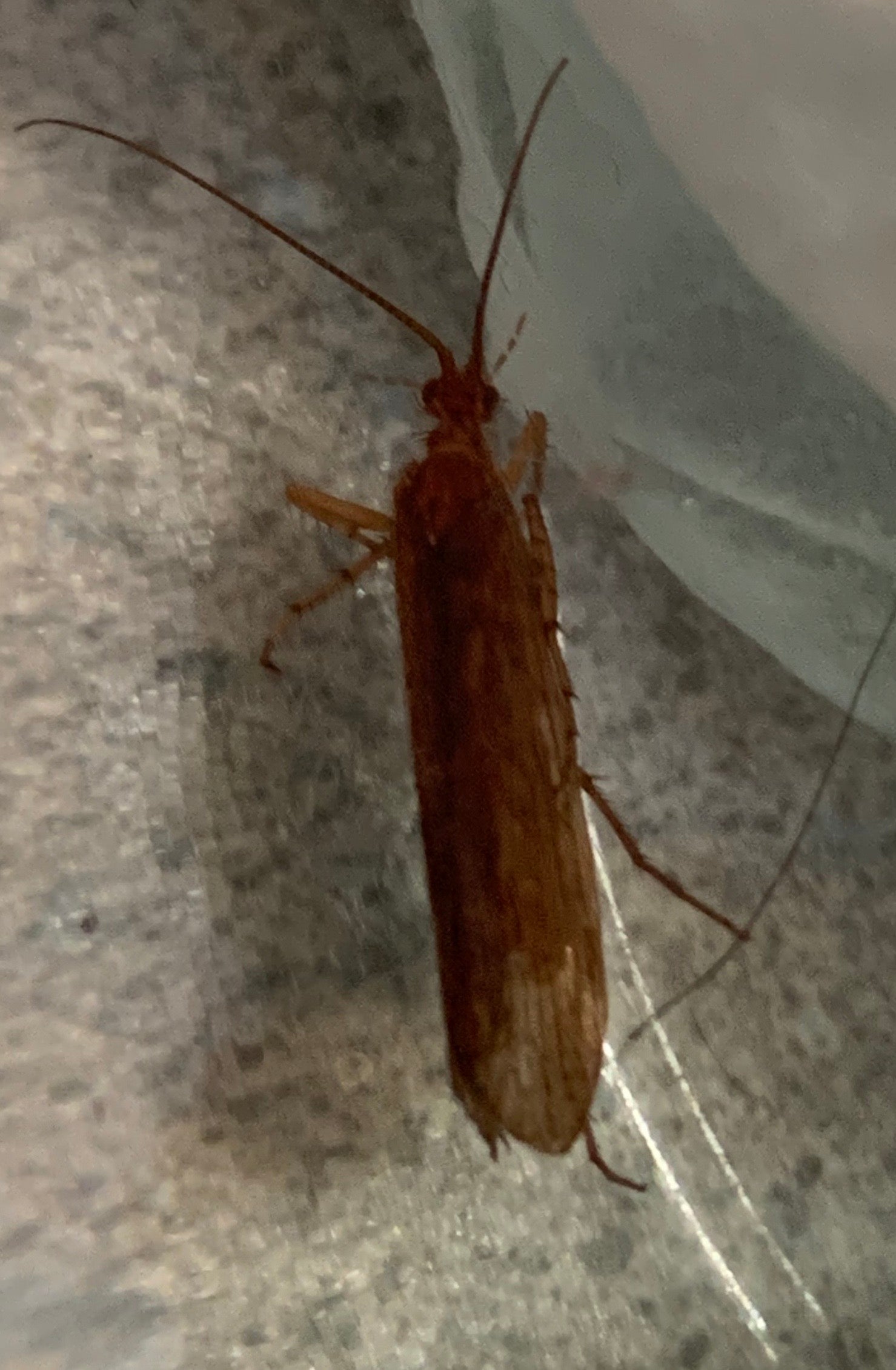 Caddisfly