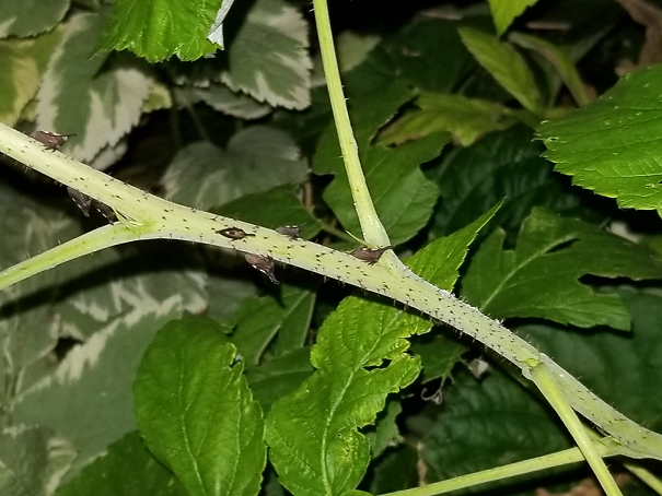 Two-marked treehoppers