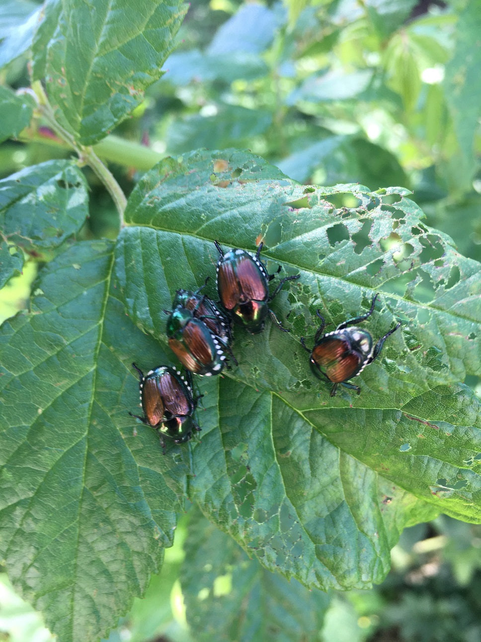Japanese beetles