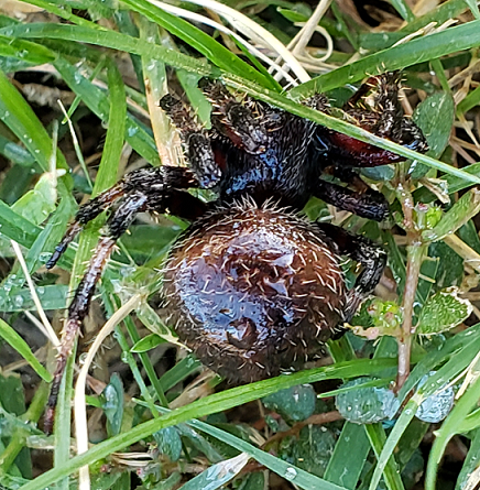 Orb weaving spider