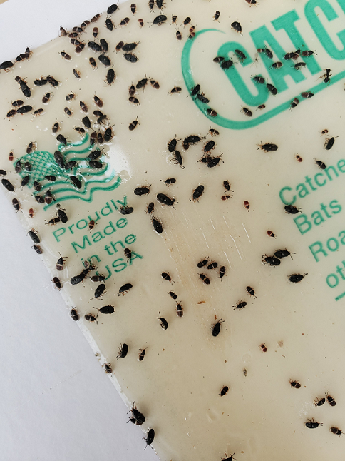 Nymphs of a hairy chinch bug