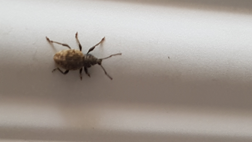 Broad-nosed short-snouted weevil