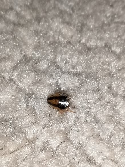 Nymph of a German cockroach