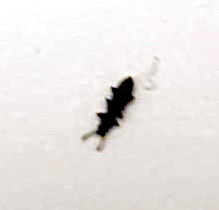 Grain beetle