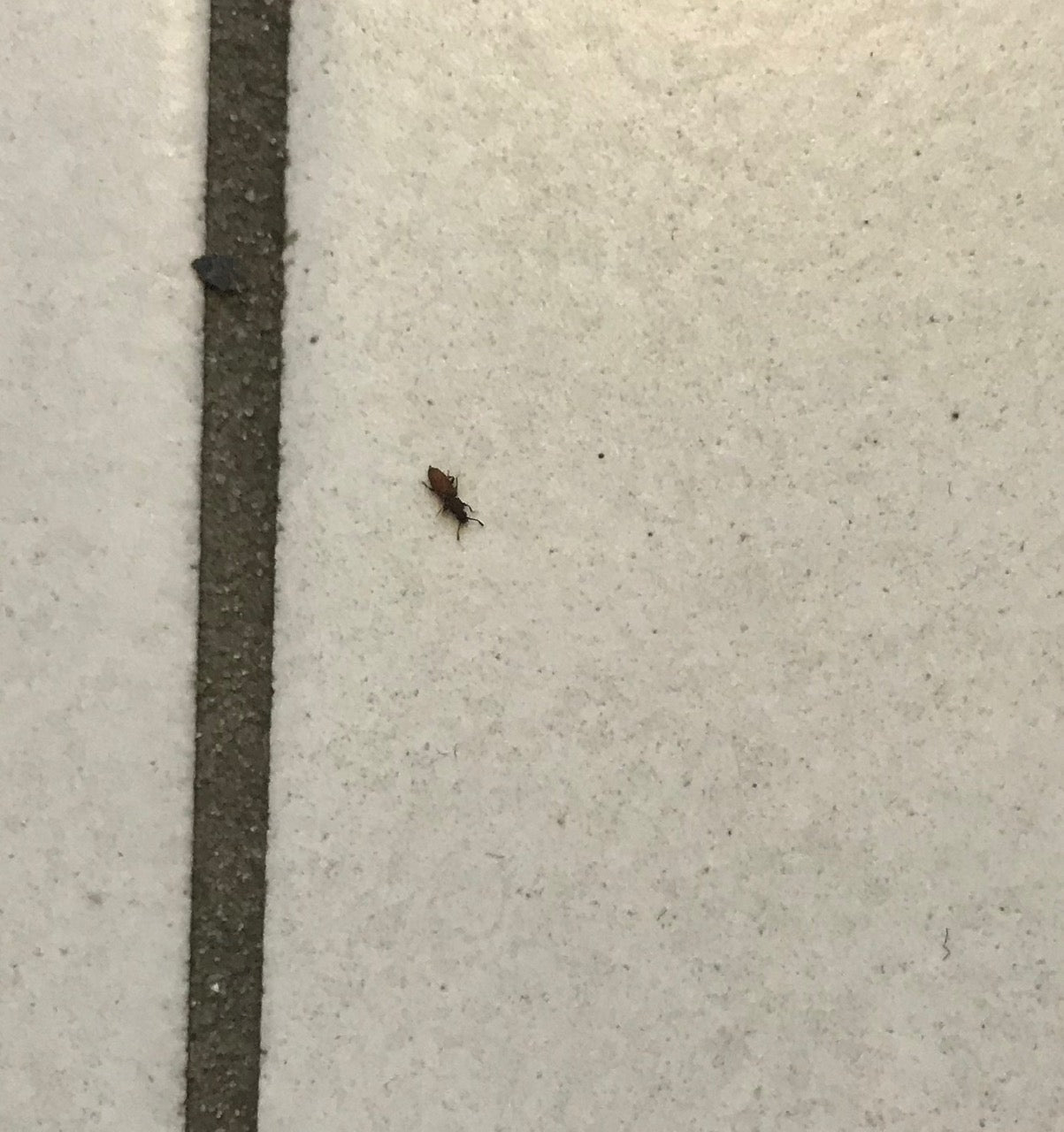 Grain beetles