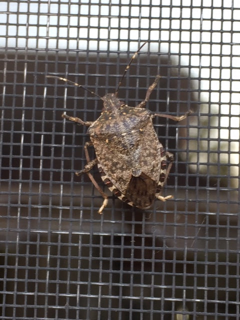 Brown marmorated stink bug