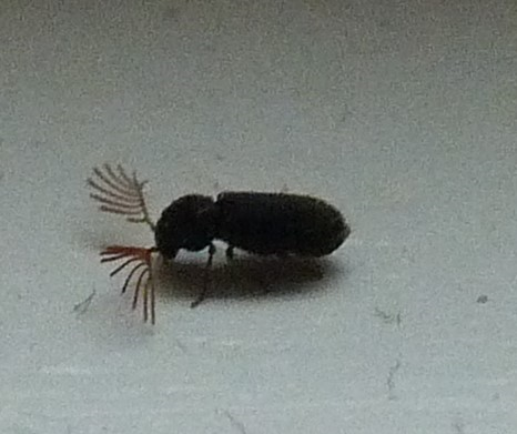 Wood-boring beetle