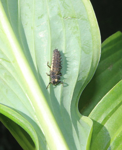Larva of a lady beetle