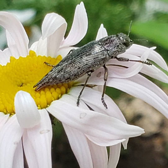 Metallic wood boring beetle