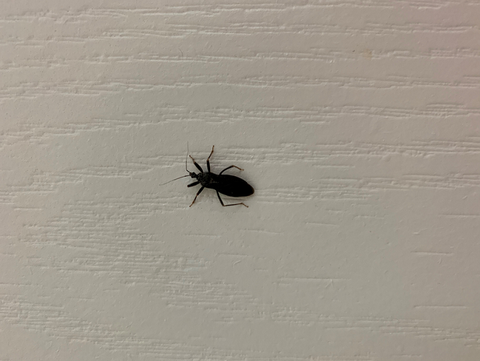 Assassin bug