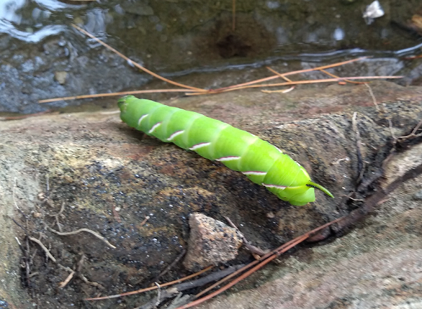 Caterpillar of a sphinx moth