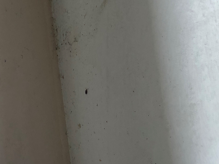 Springtail,