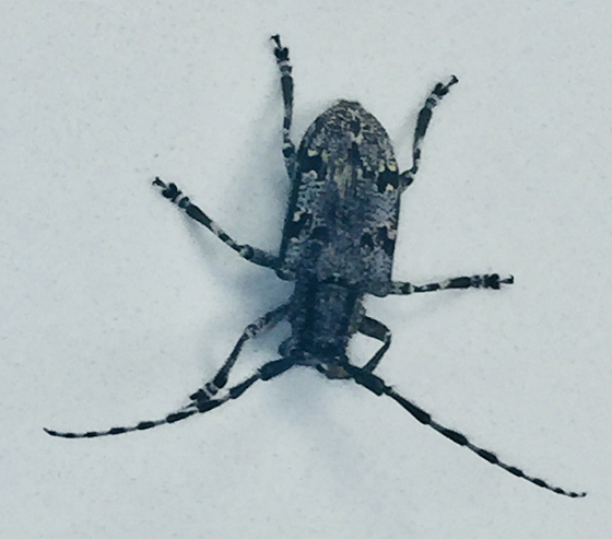 Spotted tree borer