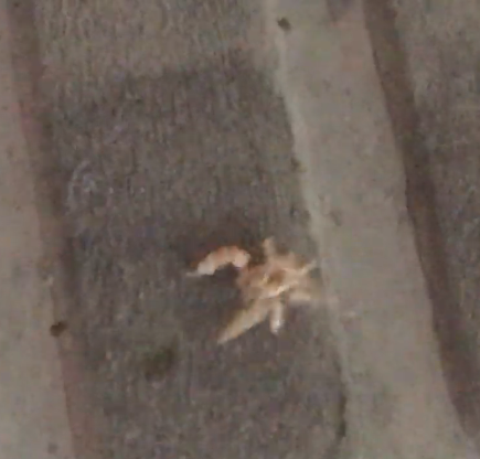 Nymph an assassin bug