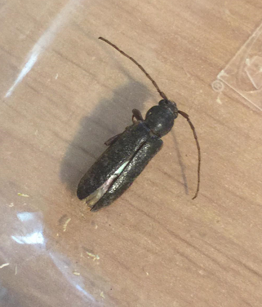 Long-horned wood boring beetle