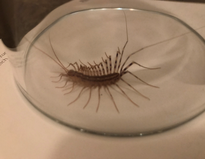 House centipede