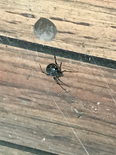 cobweb/comb footed spider