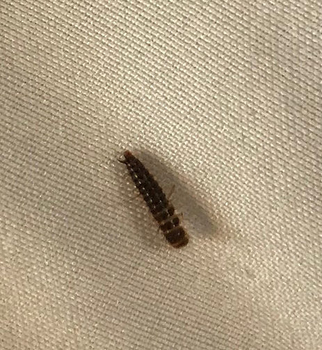 Larva of a beetle