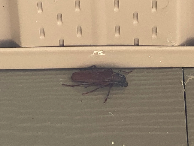 Long-horned wood-boring beetle