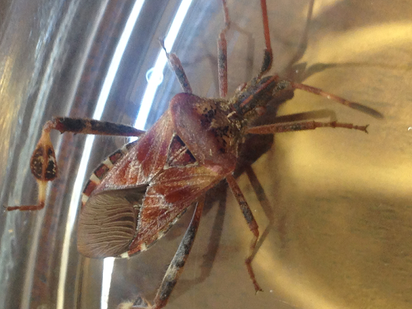 Western conifer seed bug