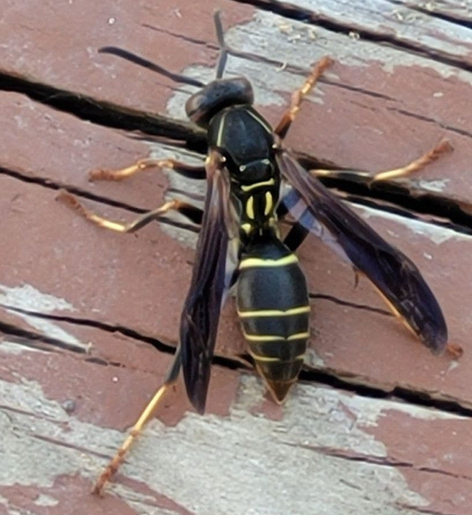 Paper wasp