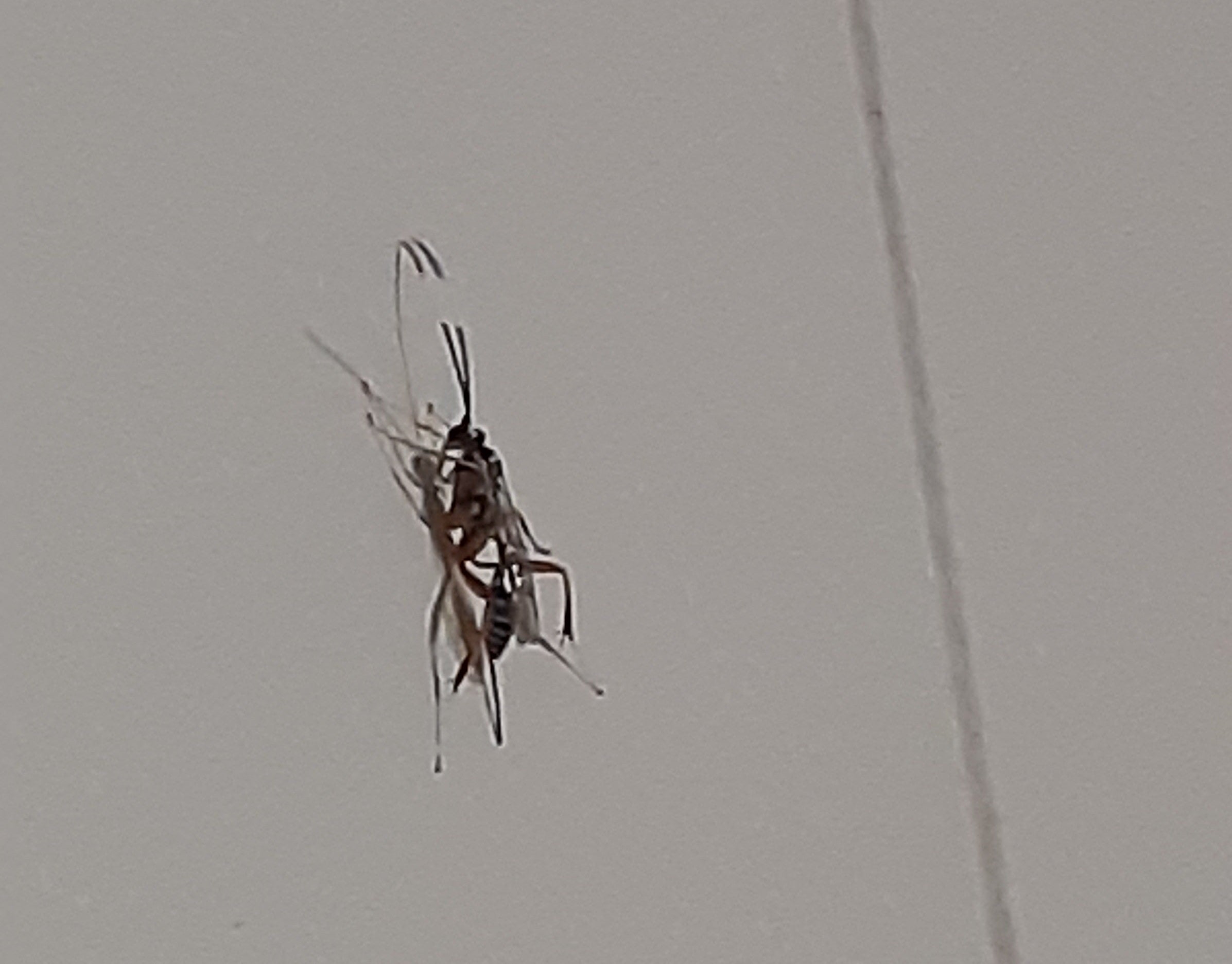 Ichneumon wasp