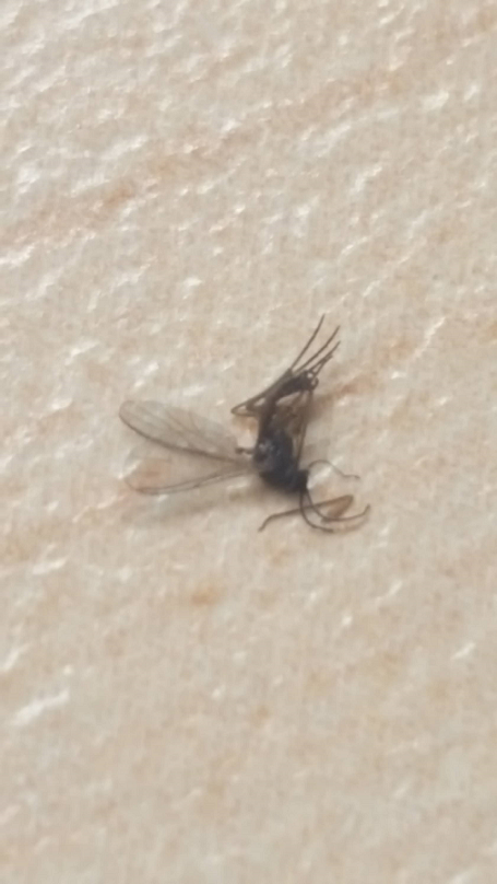 Fungus gnat