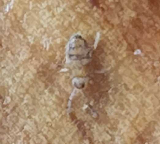Springtail