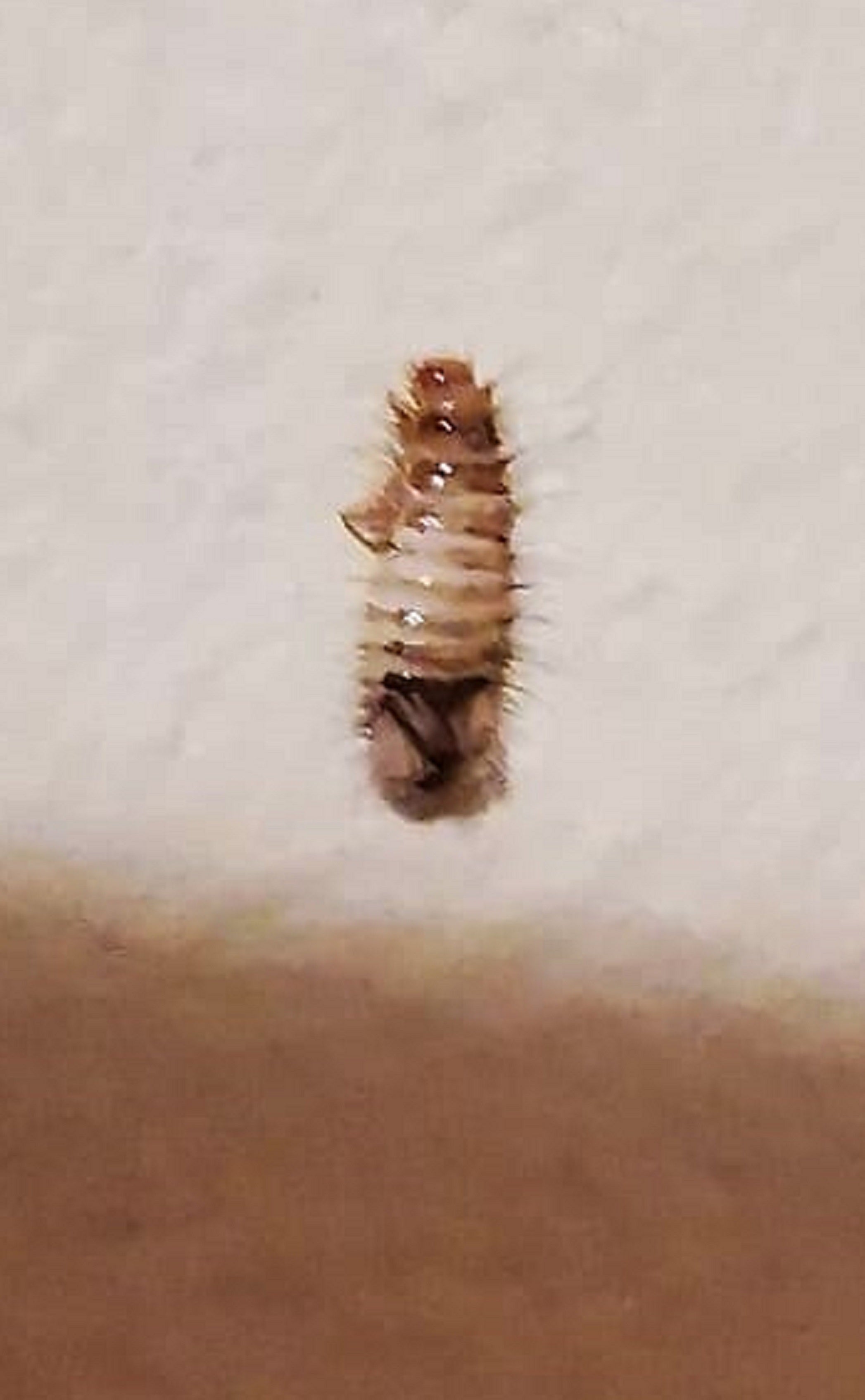 Larva of a carpet beetle