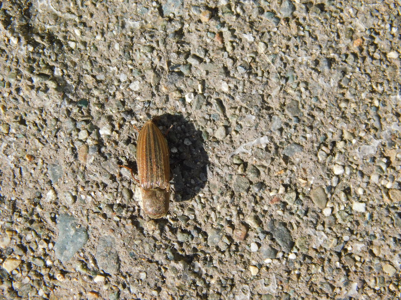 Click beetle