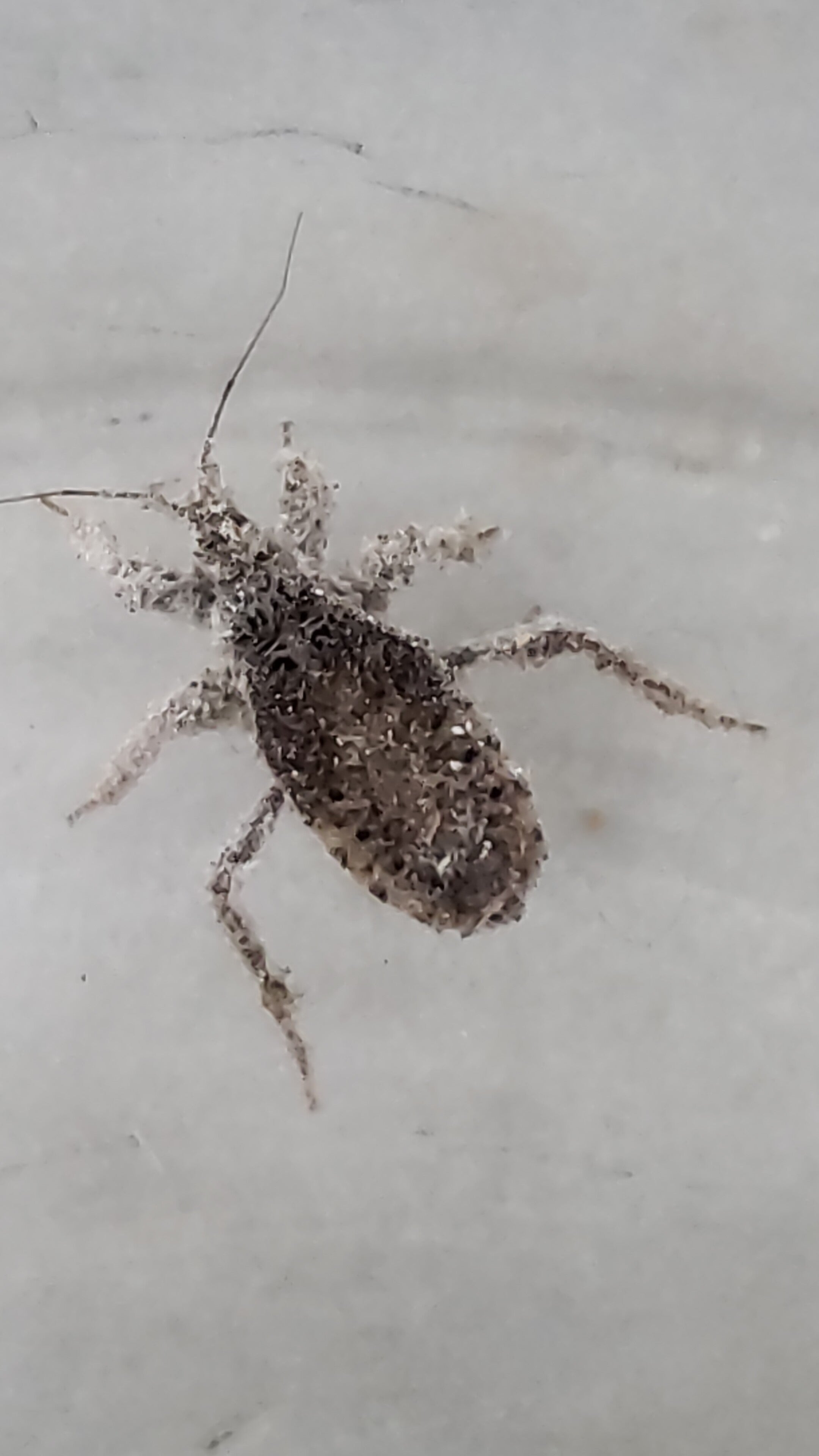 Nymph of an assassin bug