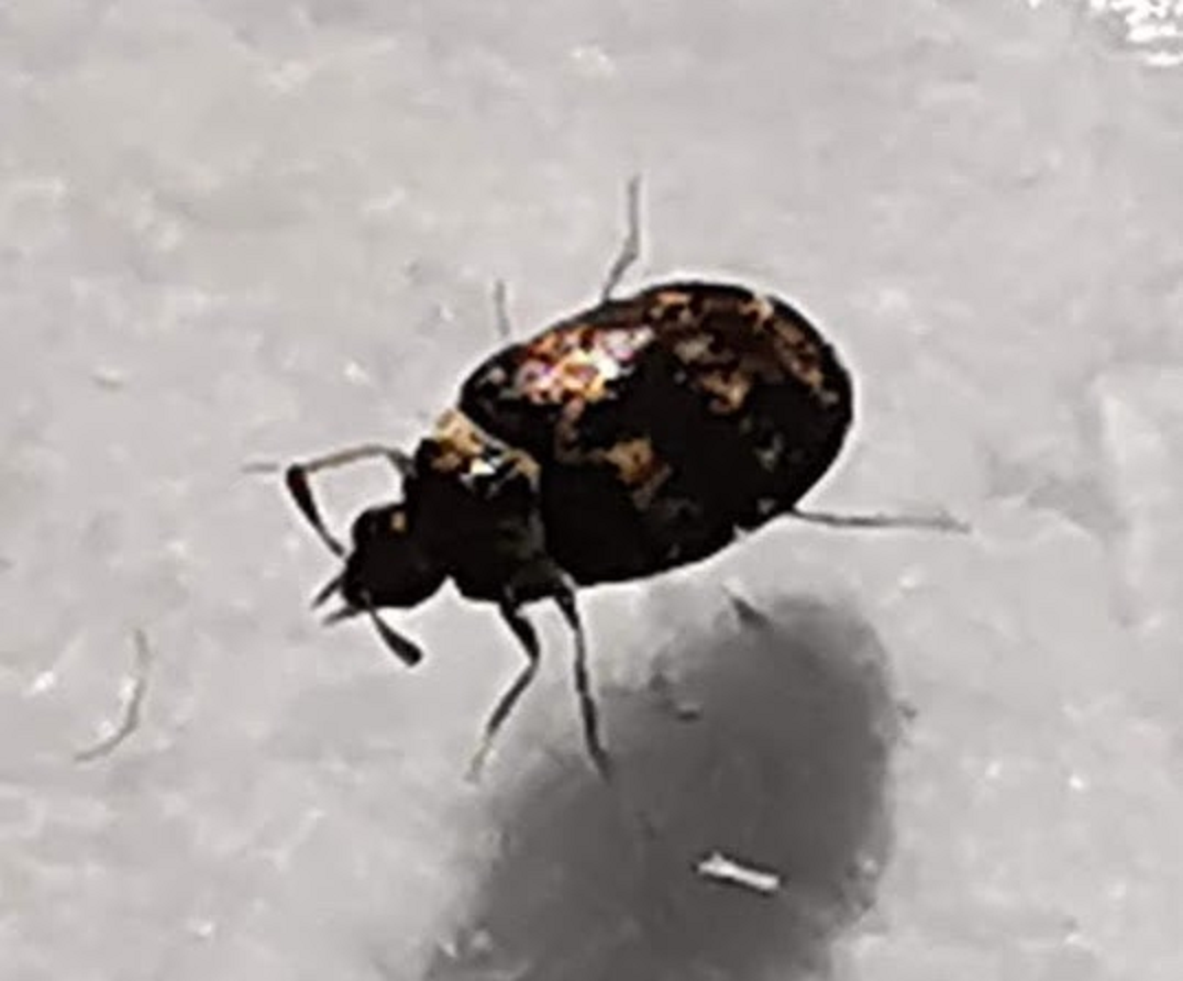 Carpet beetle
